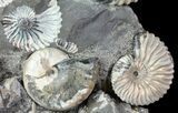 Gorgeous, Tall Iridescent Ammonite Cluster - Russia #78534-3